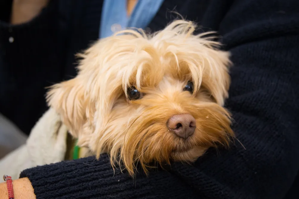 Magui, la perrita y asistente especial del taller de Ana Palavecino.